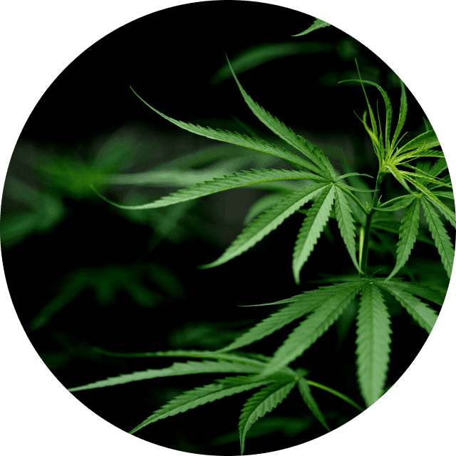 CBD